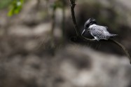 ヤマセミ　Crested Kingfisher　