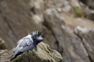 ヤマセミ　Crested Kingfisher　