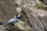 瞬膜　ヤマセミ　Crested Kingfisher　