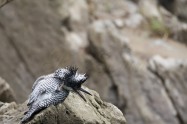 ヤマセミ　Crested Kingfisher