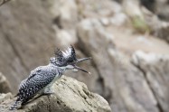 ヤマセミ　Crested Kingfisher　