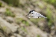 ヤマセミ　Crested Kingfisher　