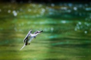 ヤマセミ　Crested Kingfisher　 (MBL)