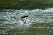 ヤマセミ　Crested Kingfisher　