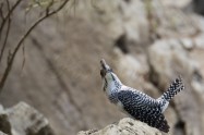 ヤマセミ　Crested Kingfisher　