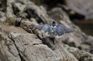 ヤマセミ　Crested Kingfisher　