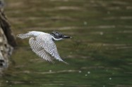 ヤマセミ　Crested Kingfisher　