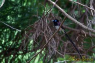 Japanese Paradise Flycatcher　サンコウチョウ