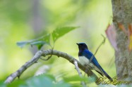 Blue-and-White Flycatcher　オオルリ