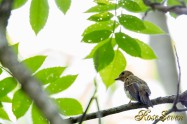 Blue-and-White Flycatcher　オオルリ