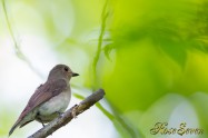 Blue-and-White Flycatcher　オオルリ