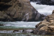 ヤマセミ　Crested Kingfisher　※1D4 EF800 F5.6 ISO1250 SS1/800　