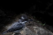 ヤマセミ　Crested Kingfisher　 (PS)