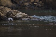 ヤマセミ　Crested Kingfisher　