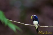 Blue-and-White Flycatcher　オオルリ