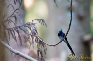 Japanese Paradise Flycatcher　サンコウチョウ