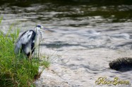 Grey heron　アオサギ