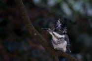 ヤマセミ　Crested Kingfisher　