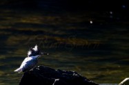 ヤマセミ　Crested Kingfisher　