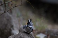 ヤマセミ　Crested Kingfisher　