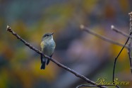 Red-flanked bluetail ルリビタキ　♀