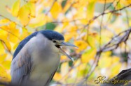 Night heron　ゴイサギ