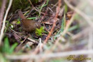 Winter wren　ミソサザイ