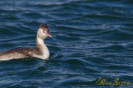 Great Crested Grebe　カンムリカイツブリ