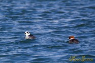 Smew　Common Merganser　ミコアイサ　カワアイサ