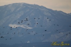 The Steller's sea eagle which flies on the lake 　オオワシが飛ぶと