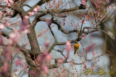 Japanese aprico and Daurian Redstart