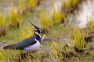 Northern lapwing タゲリ