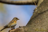 Fringilla montifringilla　アトリ