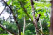 Japanese Green Woodpecker　アオゲラ