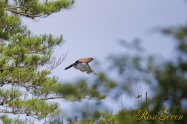 Eurasian Jay　カケス