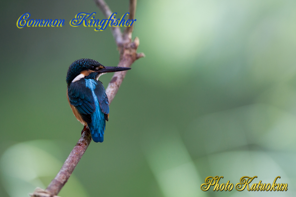 Common Kingfisher