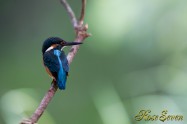 カワセミ　Common Kingfisher