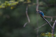 カワセミ　Common Kingfisher