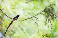 Japanese Paradise Flycatcher　サンコウチョウ