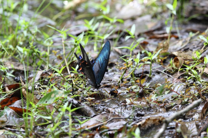 ミヤマカラスアゲハ