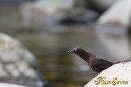 Brown Dipper　カワガラス