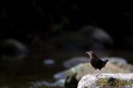 Brown Dipper　カワガラス