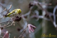 Eurasian siskin　マヒワ