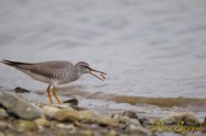 Grey-tailed Tattler　キアシシギ