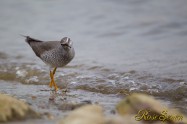 Grey-tailed Tattler　キアシシギ