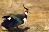 Northern lapwing　タゲリ