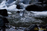 ヤマセミ　Crested Kingfisher ※1D4 EF456 F5.6 ISO2000 SS1/1250