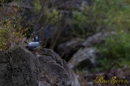 ヤマセミ　Crested Kingfisher ※1D4 EF456
