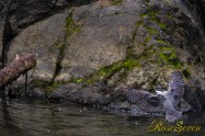 ヤマセミ　Crested Kingfisher (MBL) ※1D4 EF456