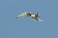 Little Tern